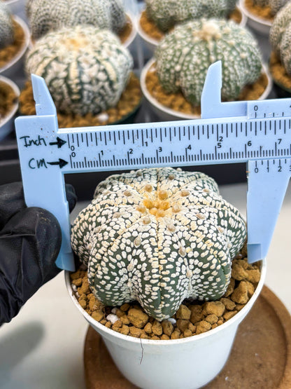Astrophytum Star Shape (at2) (y4) | Rare Cactus