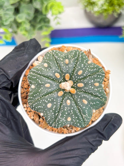 Astrophytum Star Shape Nudum (t3) (p2) | 3" Pot