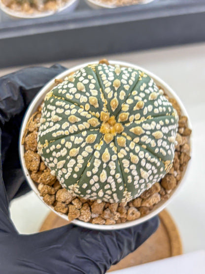 Astrophytum Super Kabuto (at1) (06) | Collection Plant | Rare Cactus