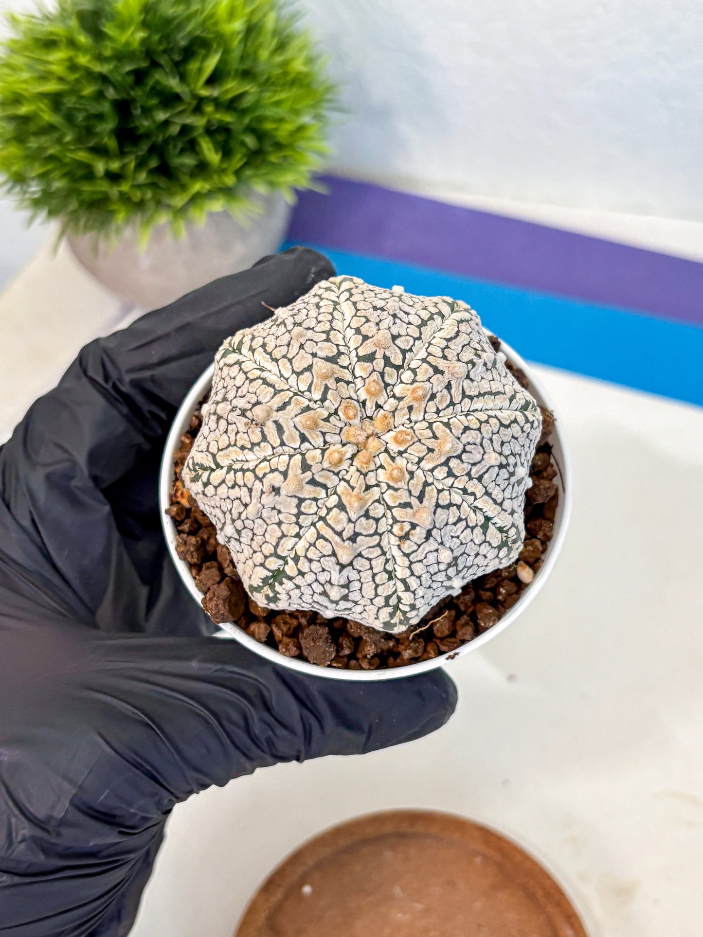 Astrophytum V Type (at4) (06) | Star Cactus