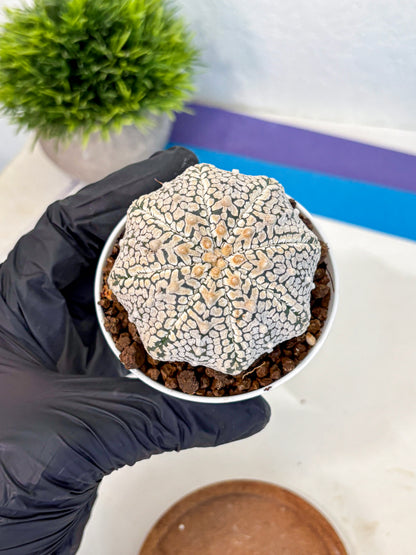 Astrophytum V Type (at4) (06) | Star Cactus
