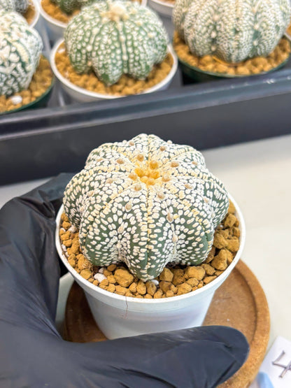 Astrophytum Star Shape (at2) (y4) | Rare Cactus