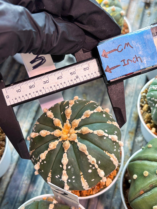 Astrophytum V-type Nudum (t10) (y3) | Imported From Japan/korea (Copy) (Copy)