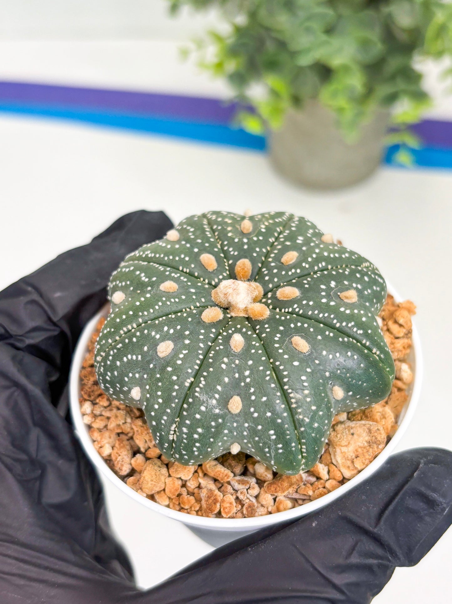 Astrophytum Star Shape Nudum (t3) (p2) | 3" Pot