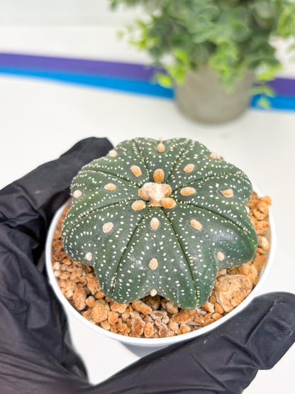 Astrophytum Star Shape Nudum (t3) (p2) | 3" Pot