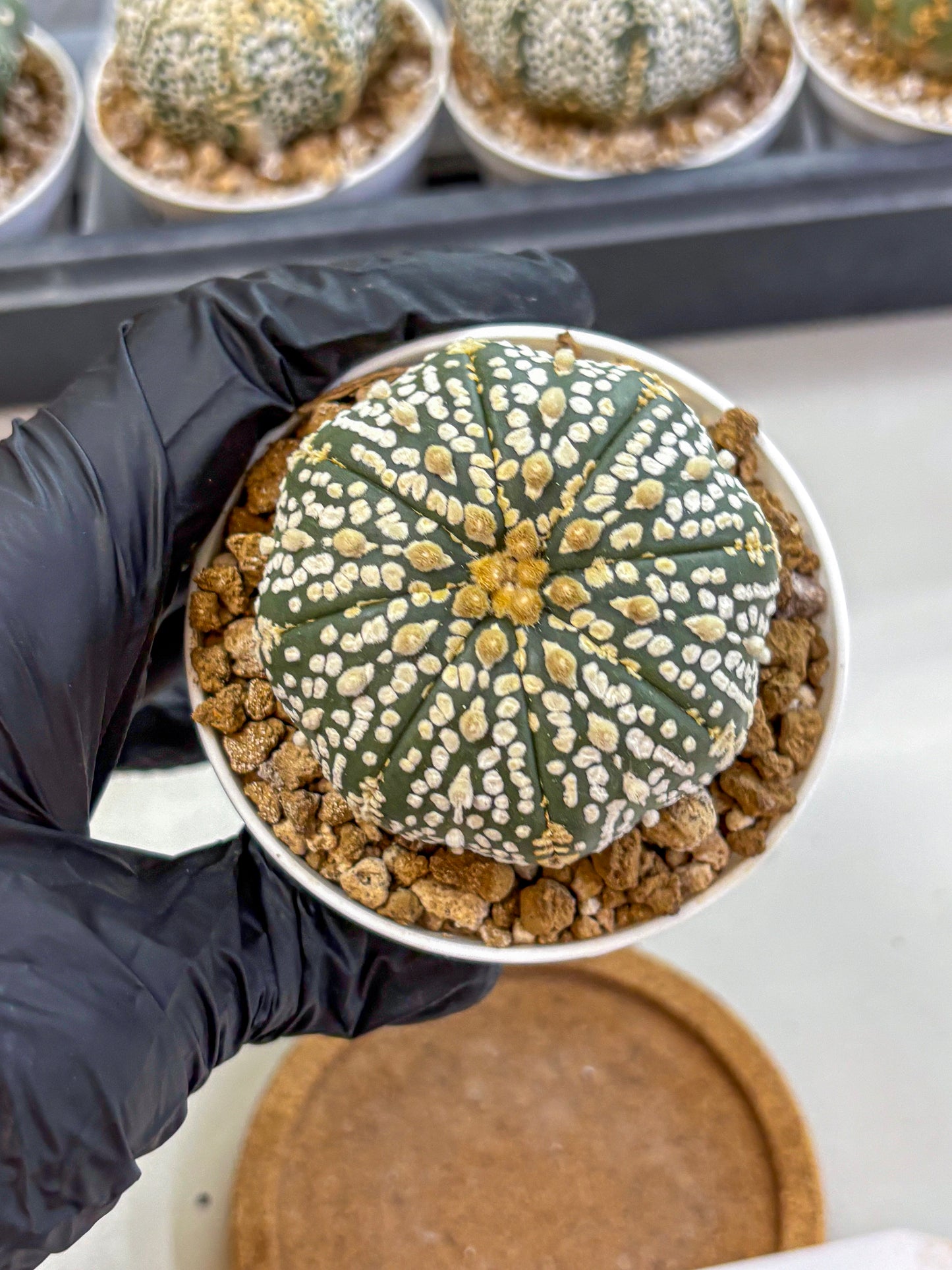 Astrophytum Super Kabuto (at1) (06) | Collection Plant | Rare Cactus