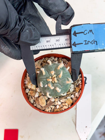 Spineless Cactus (Lo2) (r7) | For Advanced Growers