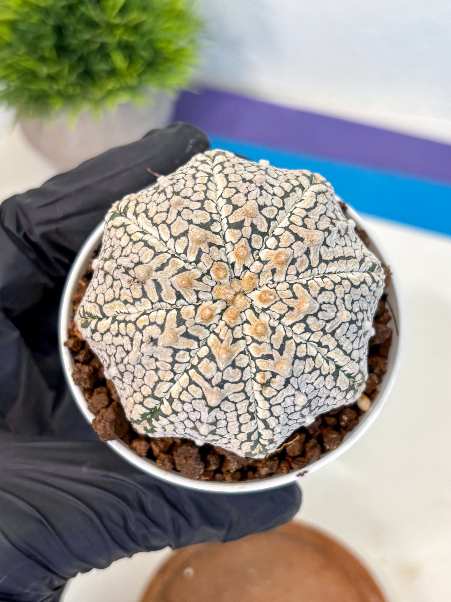 Astrophytum V Type (at4) (06) | Star Cactus