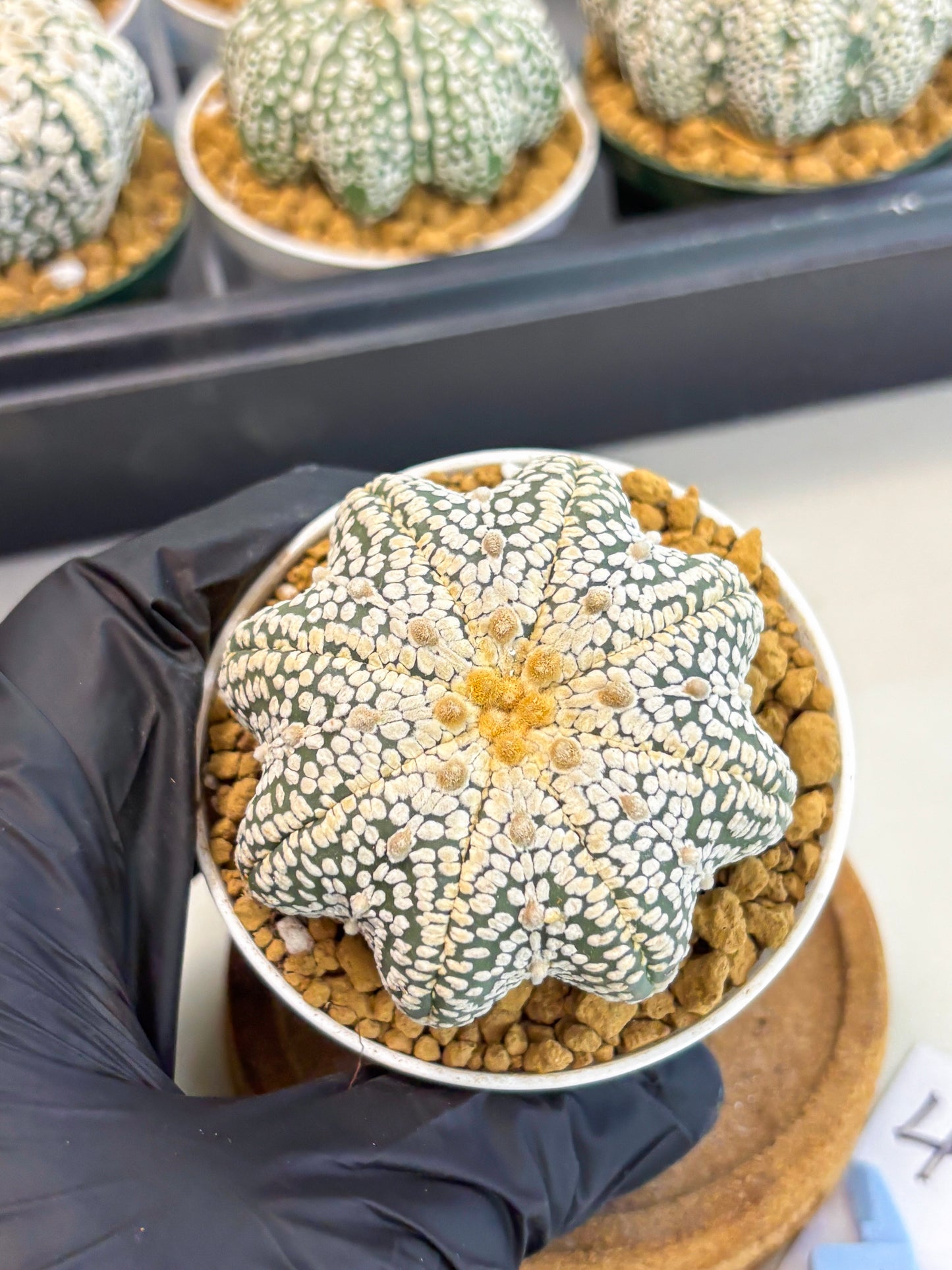 Astrophytum Star Shape (at2) (y4) | Rare Cactus