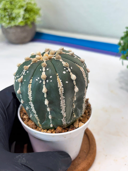 Astrophytum V-type Nudum (t10) (y3) | Imported From Japan/korea (Copy) (Copy)