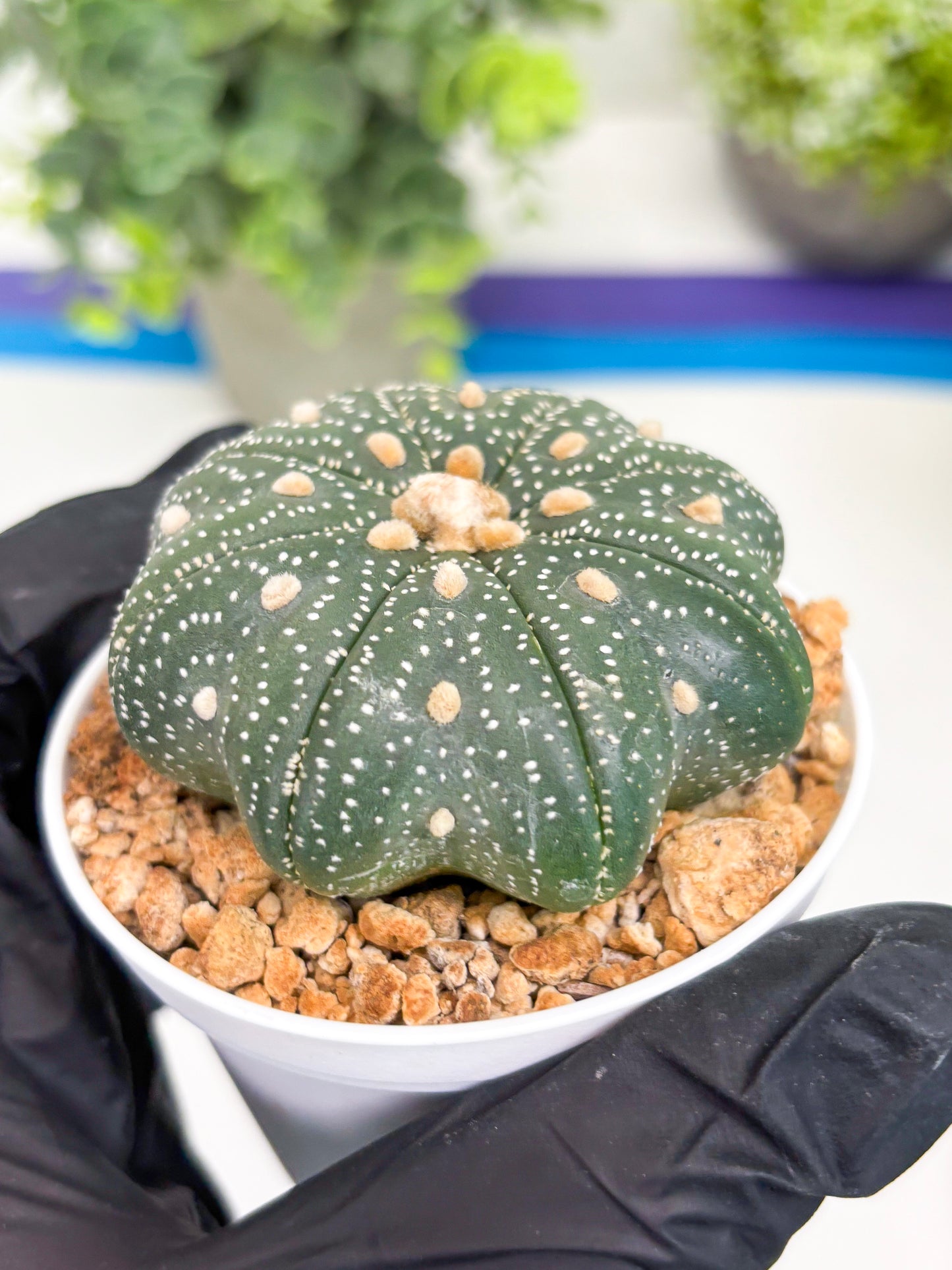 Astrophytum Star Shape Nudum (t3) (p2) | 3" Pot