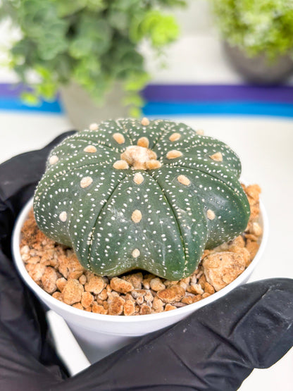 Astrophytum Star Shape Nudum (t3) (p2) | 3" Pot