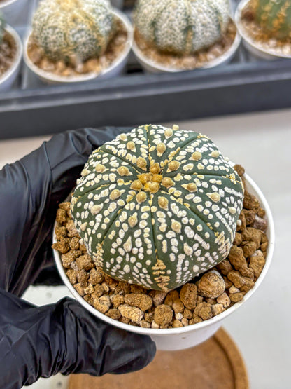 Astrophytum Super Kabuto (at1) (06) | Collection Plant | Rare Cactus