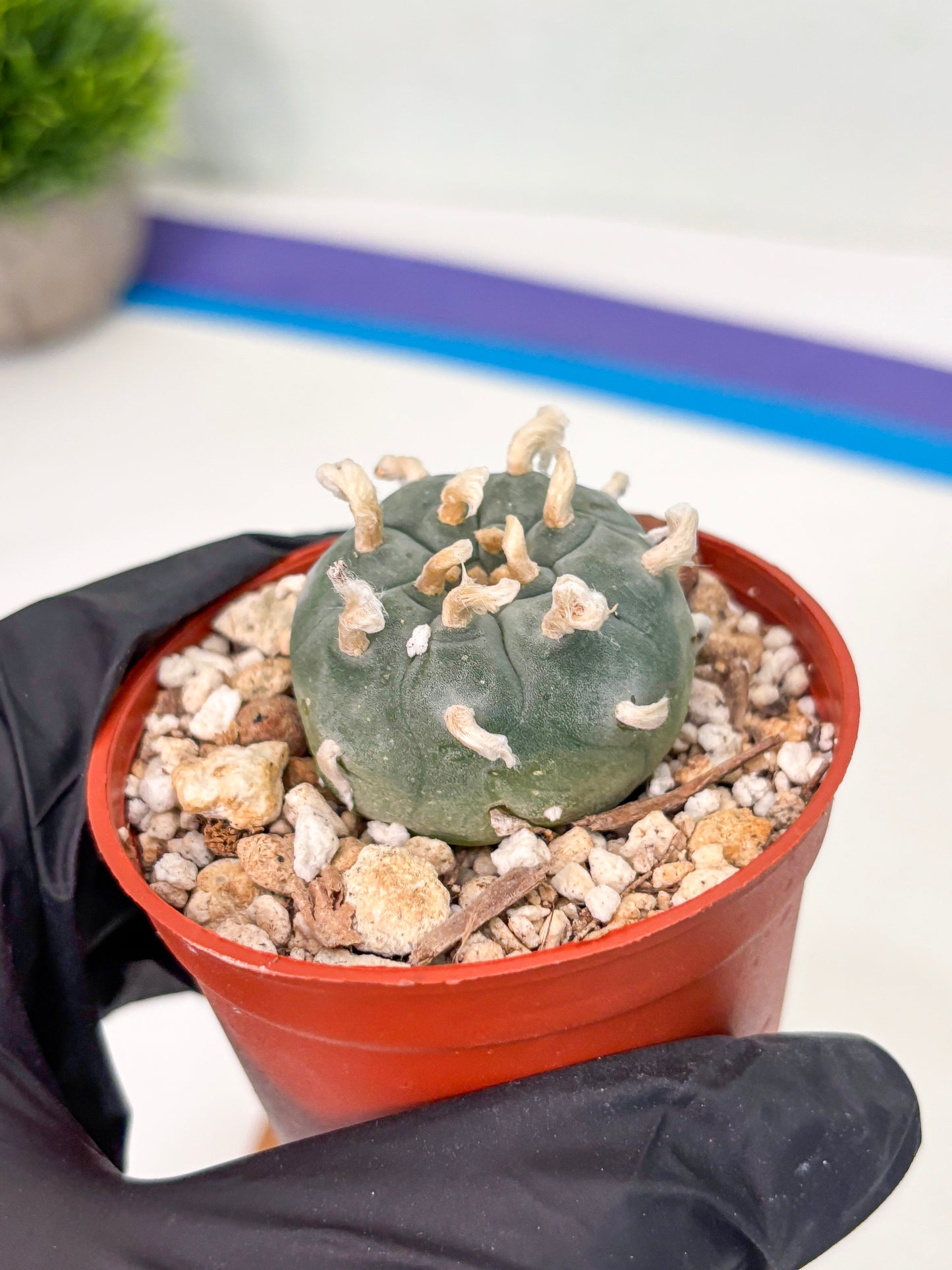 Spineless Cactus (Lo2) (r7) | For Advanced Growers