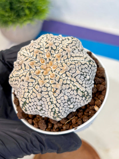 Astrophytum V Type (at4) (06) | Star Cactus