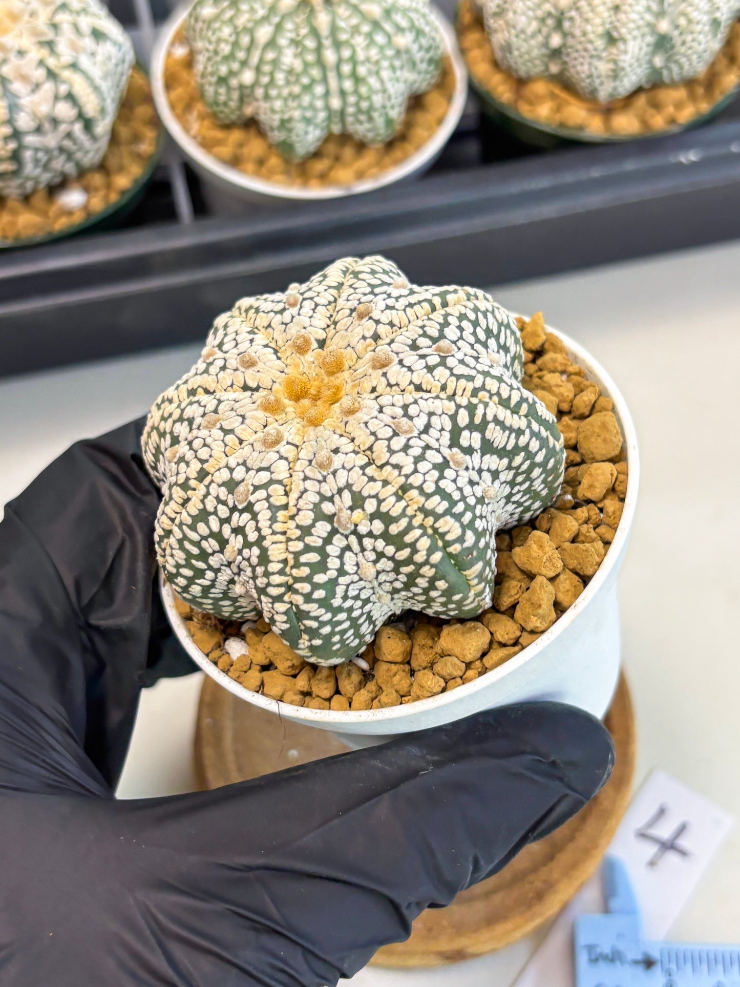 Astrophytum Star Shape (at2) (y4) | Rare Cactus