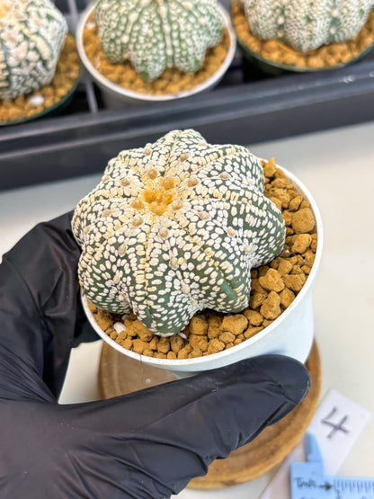 Astrophytum Star Shape (at2) (y4) | Rare Cactus