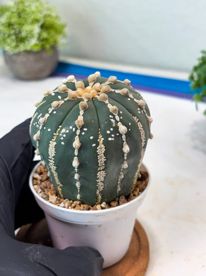 Astrophytum V-type Nudum (t10) (y3) | Imported From Japan/korea (Copy) (Copy)