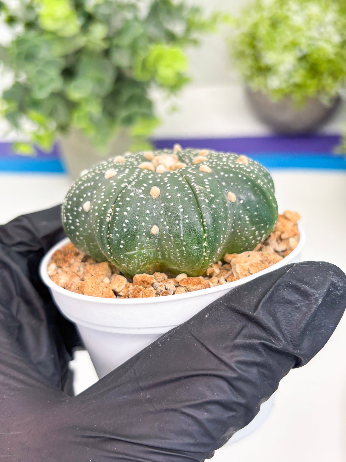 Astrophytum Star Shape Nudum (t3) (p2) | 3" Pot