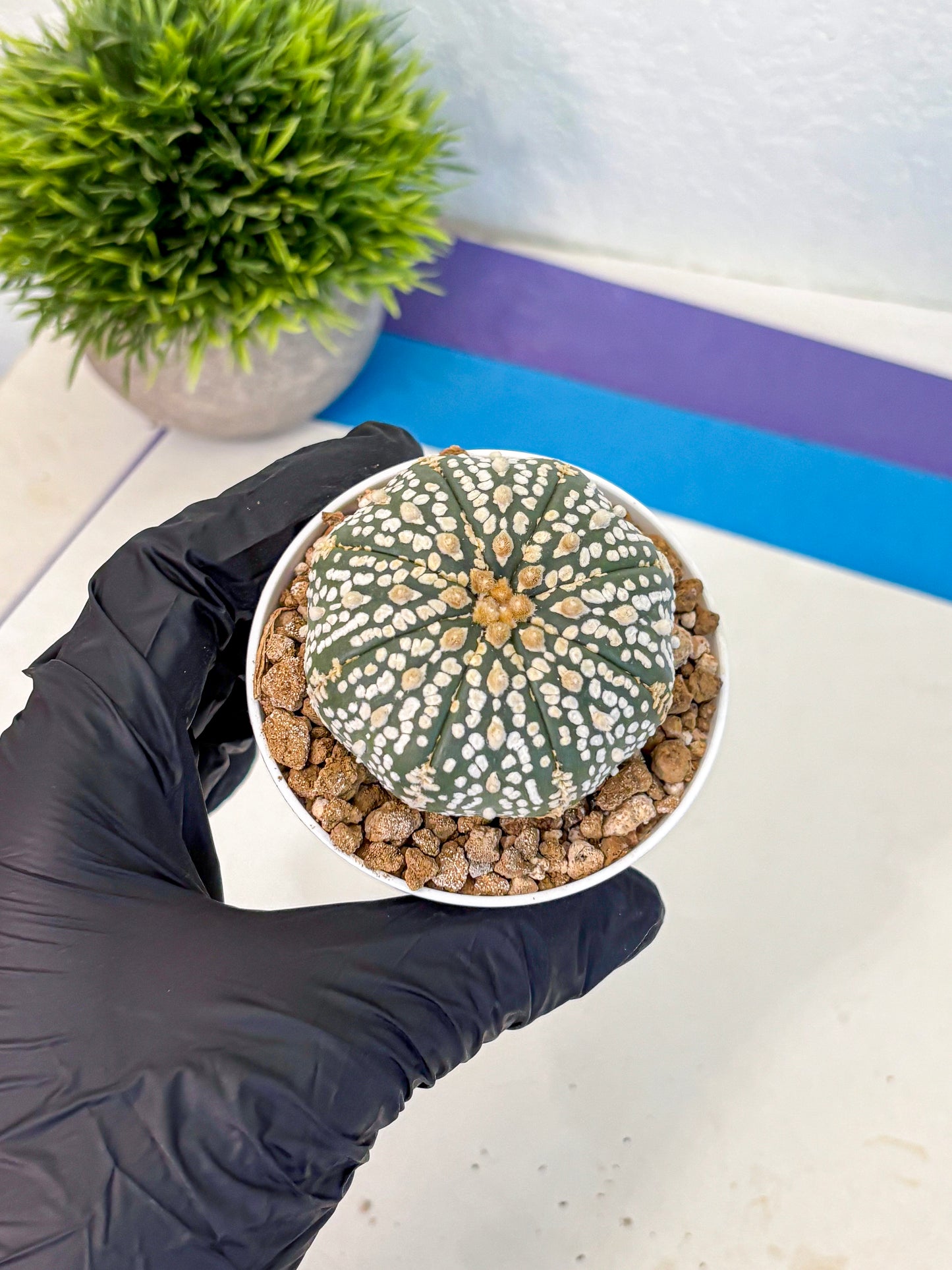 Astrophytum Super Kabuto (at1) (06) | Collection Plant | Rare Cactus