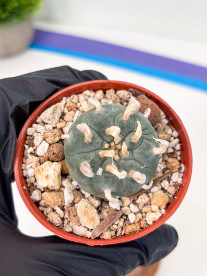 Spineless Cactus (Lo2) (r7) | For Advanced Growers