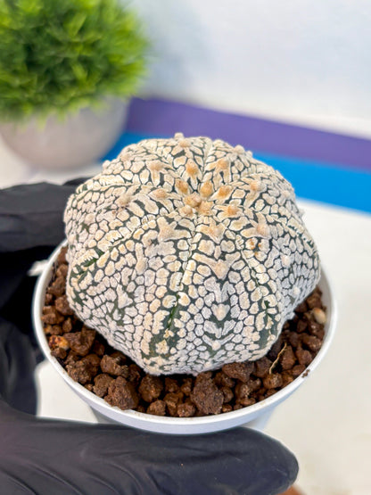 Astrophytum V Type (at4) (06) | Star Cactus