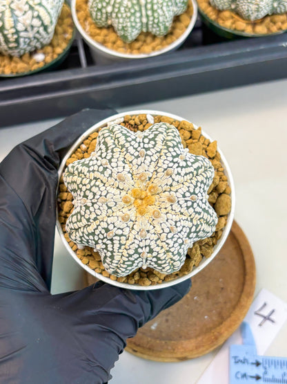 Astrophytum Star Shape (at2) (y4) | Rare Cactus