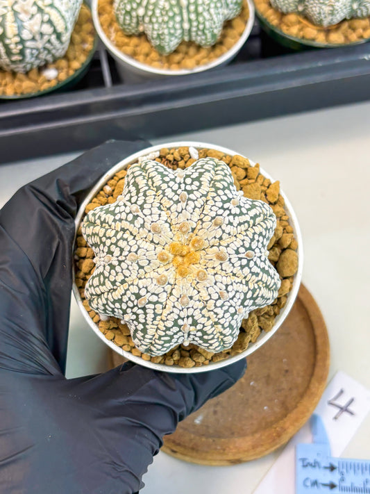 Astrophytum Star Shape (at2) (y4) | Rare Cactus