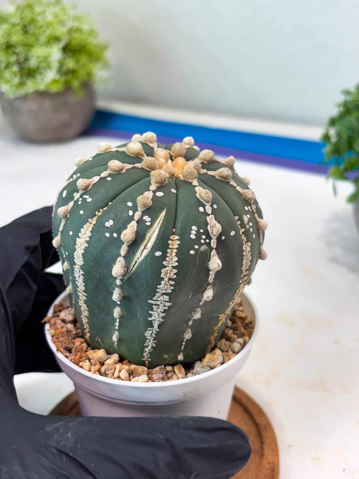Astrophytum V-type Nudum (t10) (y3) | Imported From Japan/korea (Copy) (Copy)