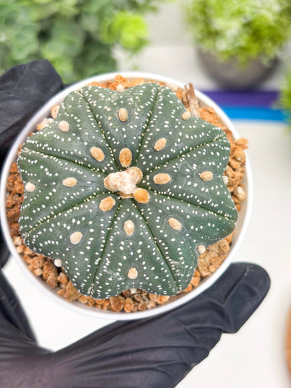 Astrophytum Star Shape Nudum (t3) (p2) | 3" Pot