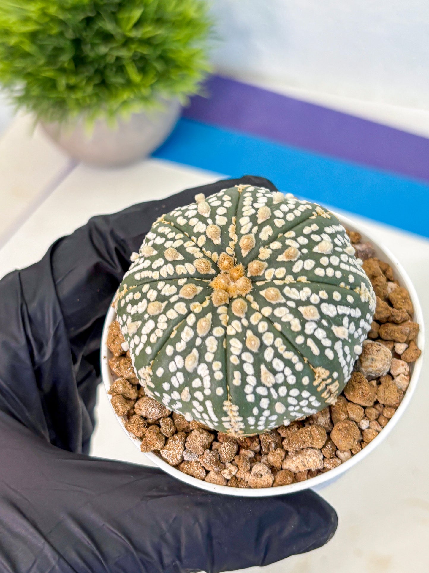 Astrophytum Super Kabuto (at1) (06) | Collection Plant | Rare Cactus