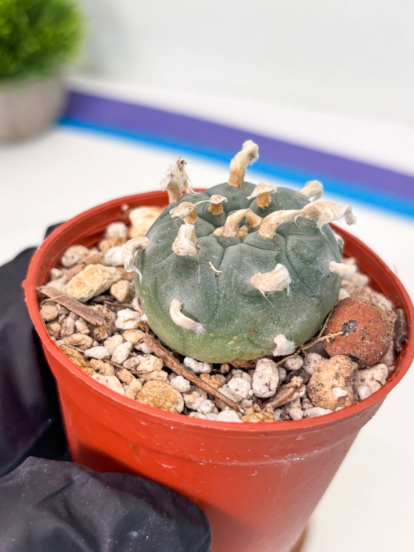 Spineless Cactus (Lo2) (r7) | For Advanced Growers