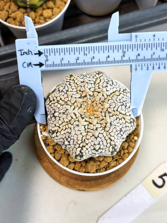 Astrophytum V-Type (at1) (p5) | Imported Cactus