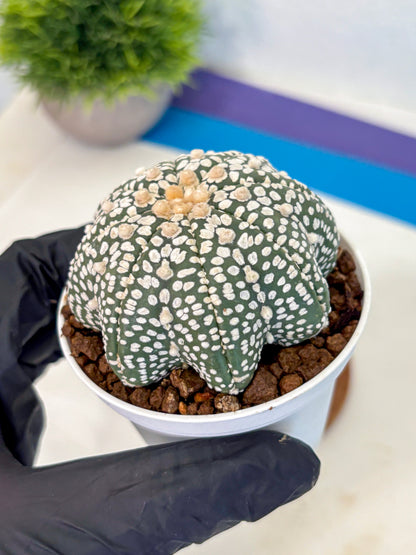 Astrophytum V Type (at5) (02) |  Sea urchin cactus
