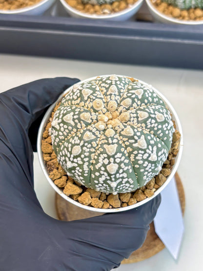 Astrophytum V-Type (at5) (p2) | Rare imported Plant