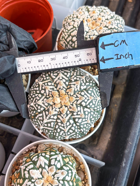 Astrophytum Super Kabuto V Type (T4) (b4) | Las Vegas Seller