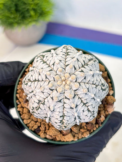 Astrophytum V Type (at2) (02) | Live Plant | Rare Collection