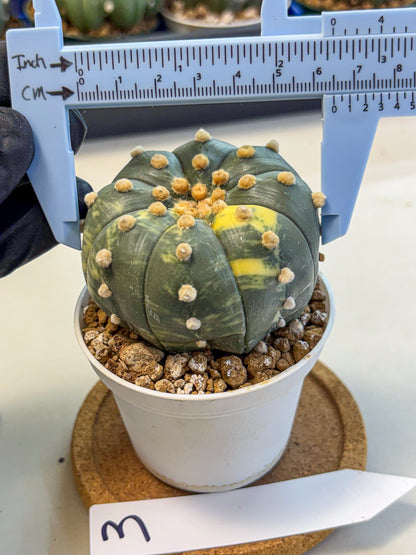 Astrophytum Variegated (at9) (03) | Rare Plant | Live Cactus