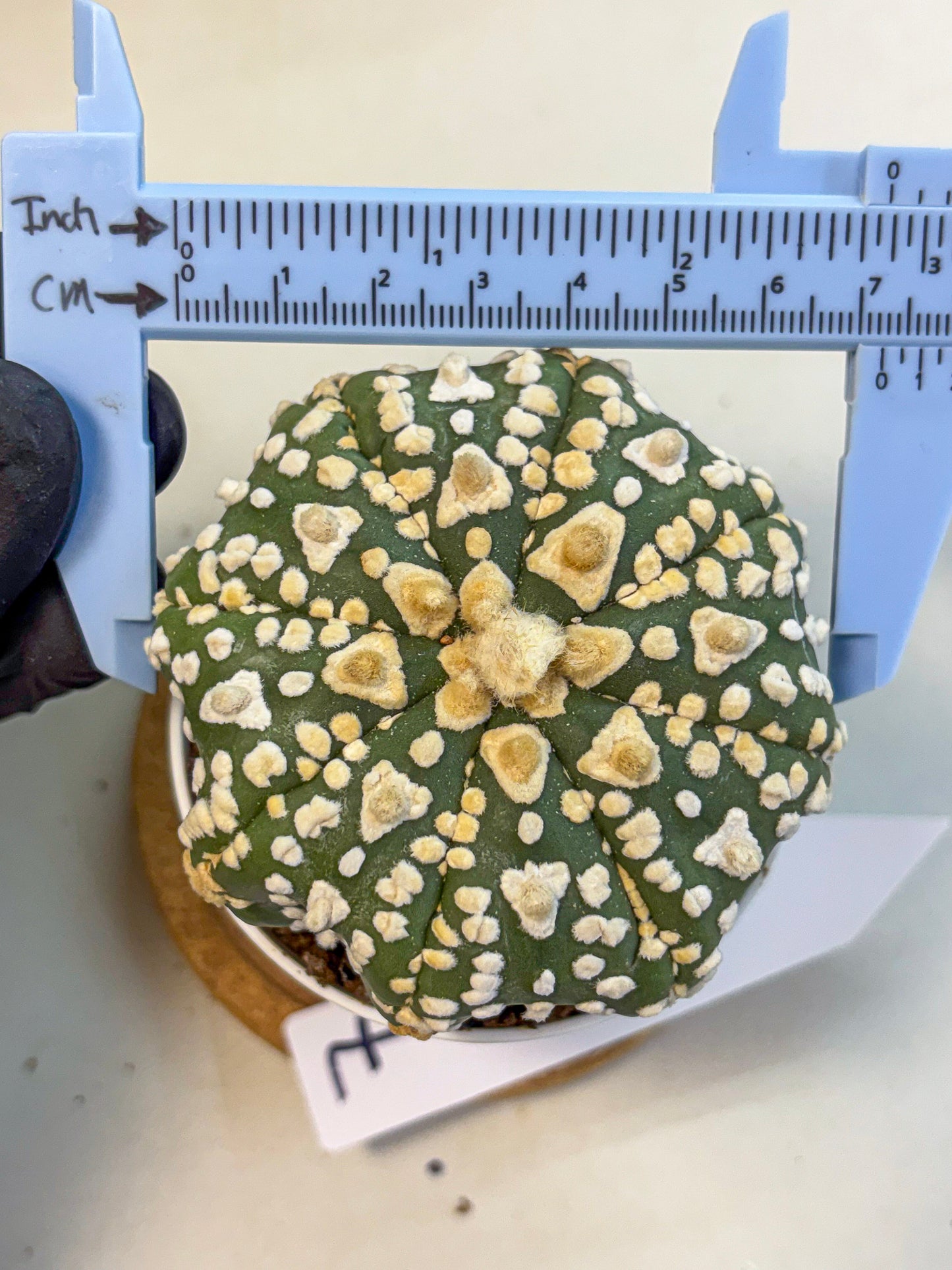 Astrophytum V Type (at4) (07) | Star Cactus