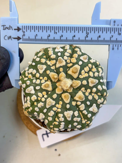 Astrophytum V Type (at4) (07) | Star Cactus