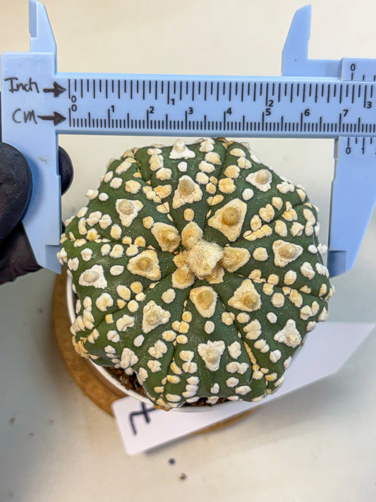 Astrophytum V Type (at4) (07) | Star Cactus