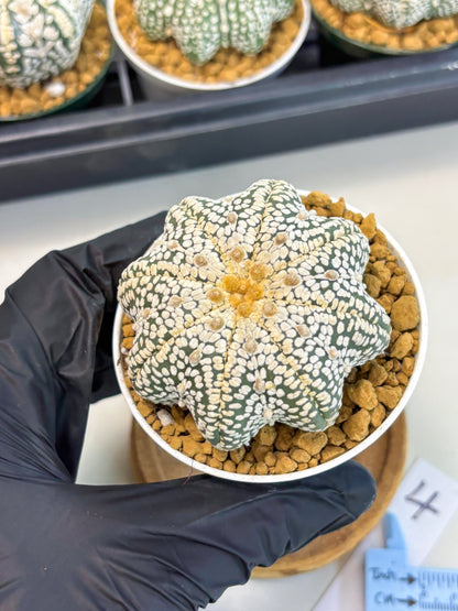 Astrophytum Star Shape (at2) (y4) | Rare Cactus