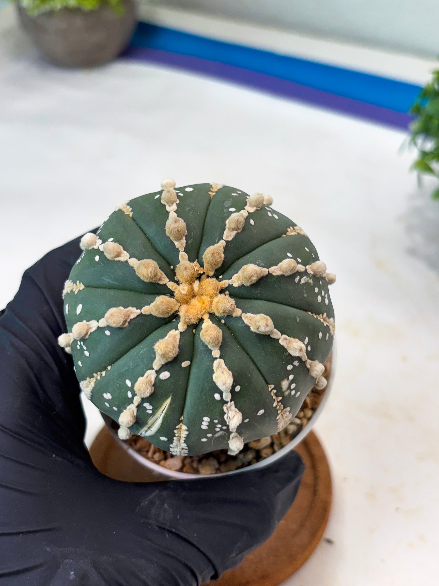 Astrophytum V-type Nudum (t10) (y3) | Imported From Japan/korea (Copy) (Copy)