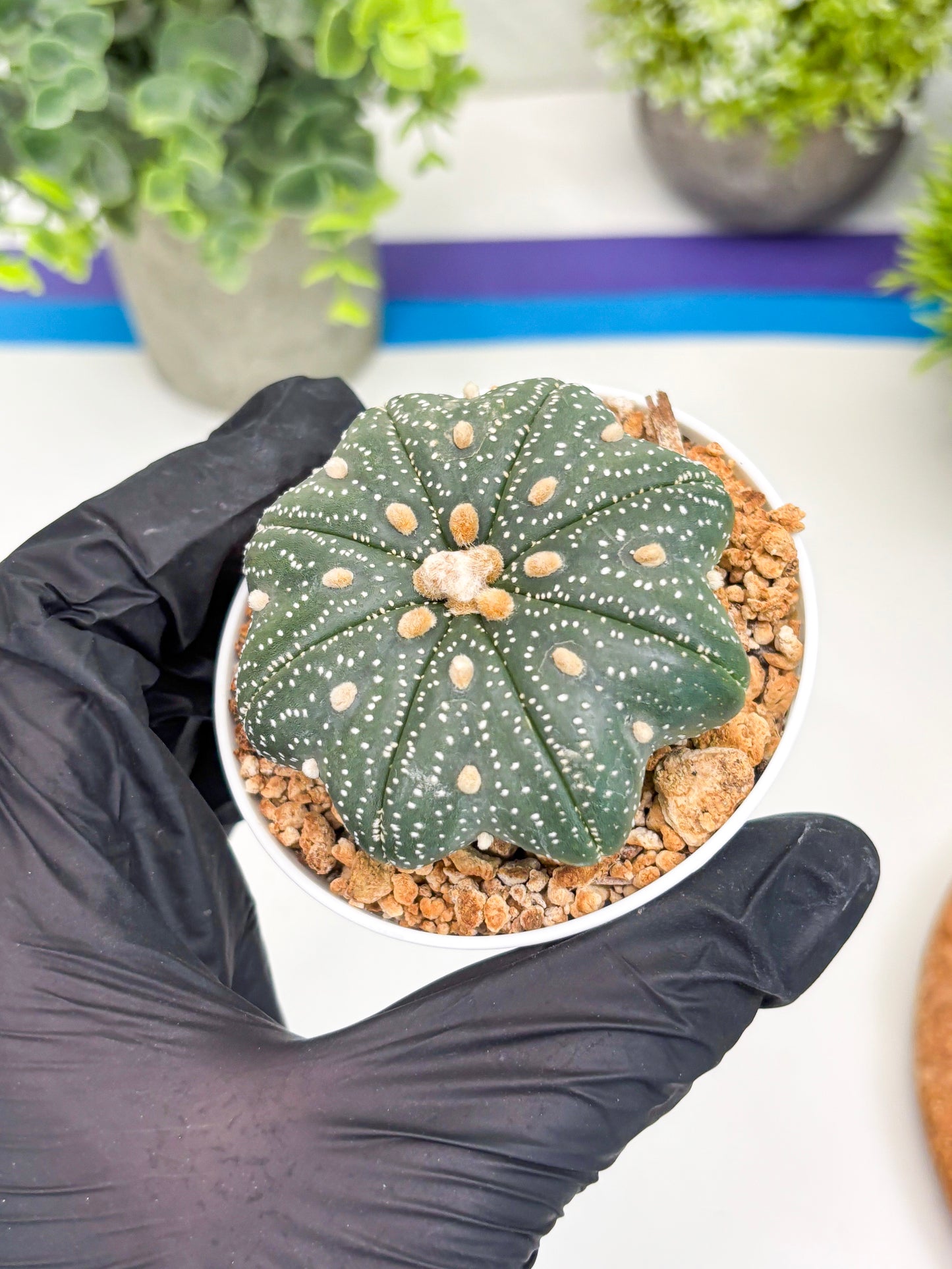 Astrophytum Star Shape Nudum (t3) (p2) | 3" Pot