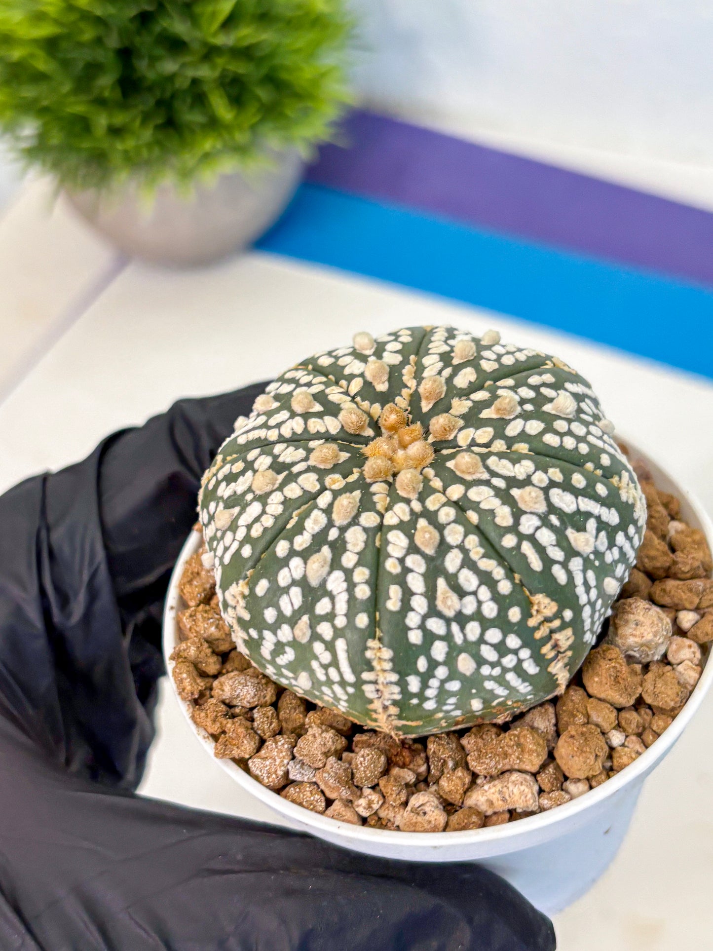 Astrophytum Super Kabuto (at1) (06) | Collection Plant | Rare Cactus