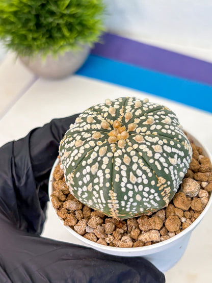Astrophytum Super Kabuto (at1) (06) | Collection Plant | Rare Cactus