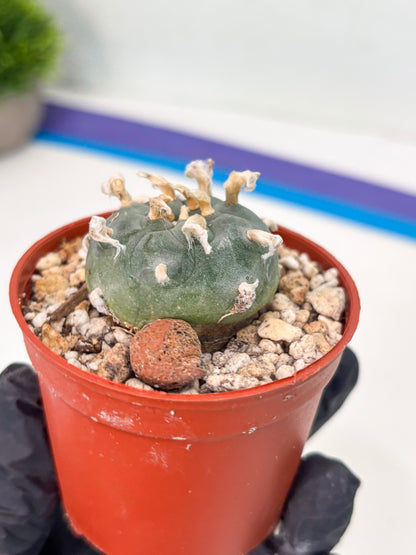 Spineless Cactus (Lo2) (r7) | For Advanced Growers