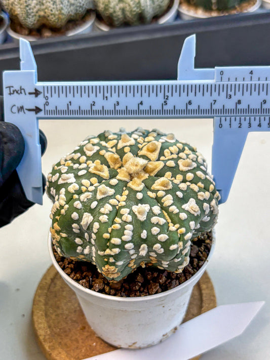 Astrophytum V Type (at4) (07) | Star Cactus
