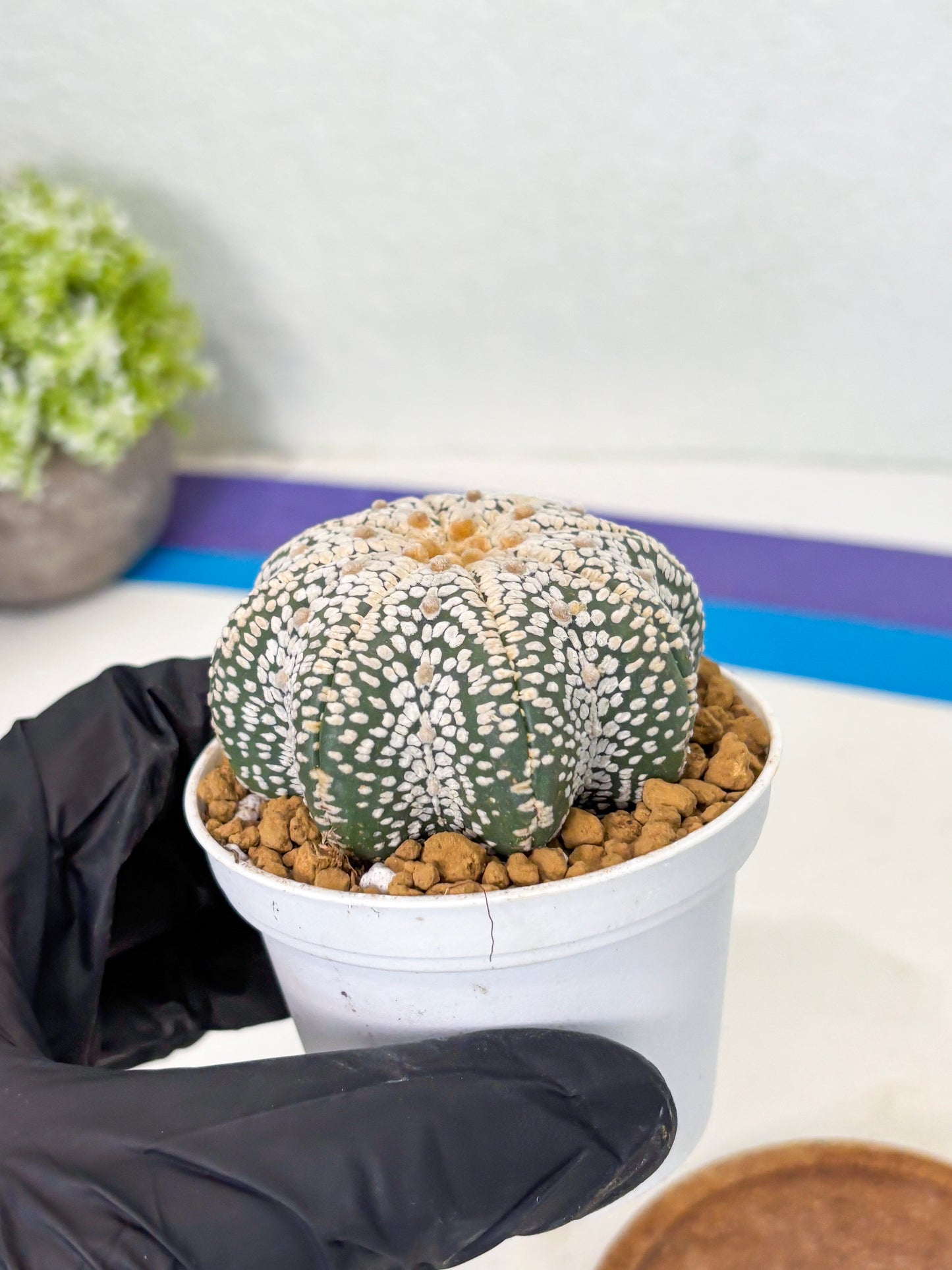 Astrophytum Star Shape (at2) (y4) | Rare Cactus