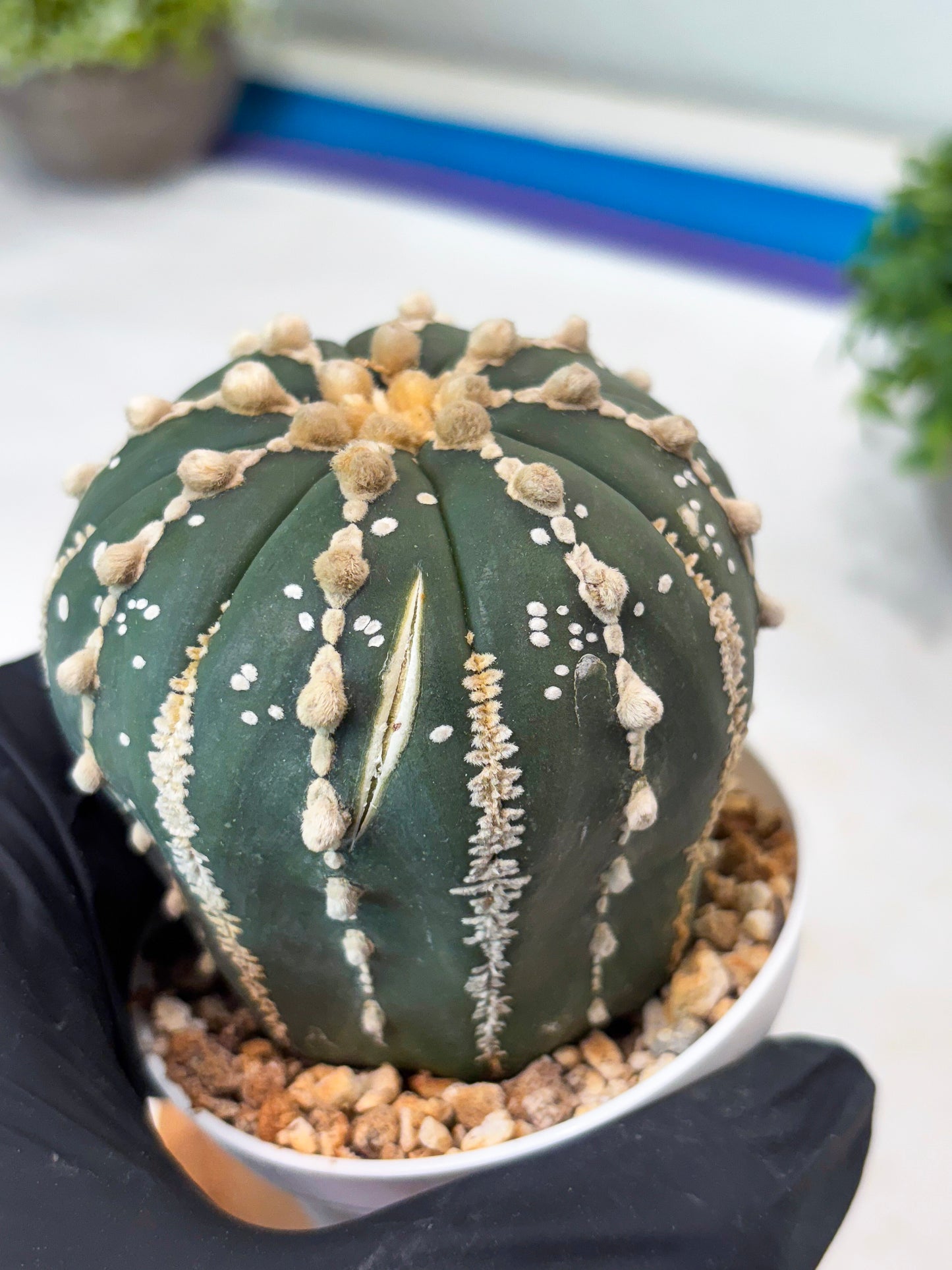 Astrophytum V-type Nudum (t10) (y3) | Imported From Japan/korea (Copy) (Copy)